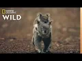 Download Lagu Koala's 101 | Nat Geo Wild