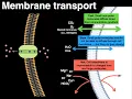 Membrane transport