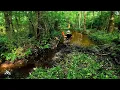 Download Lagu Double Trouble! || Beaver Dam Removal In New Creek! S4 EP.4!