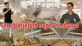 គោទន្លេខ្មែរត្រូវប៉ាន់ណាស់ មានប៉ុន្នានក៏គេយកអស់ សូម្បីតែវៀតណាមក៏សូមទិញគោខ្មែរដែរ