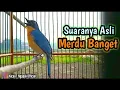Kicauan  Merdu Burung Tledekan Di Pagi Hari Durasi Panjang dan Jernih