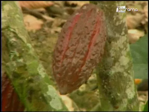 Ecuador Agropecuario 10-01-2018