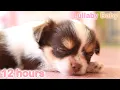 Download Lagu ☆ 12 HOURS ☆ Puppy Sleeping ♫ RELAXING ☆ Peaceful sleep for dogs, pets