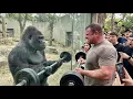 Gorilla vs Human Strength Test 10 Minutes That Shocked Everyone