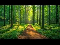 Download Lagu Bosgeluiden - Vogelgezang in de Natuur - Ontspannende Sfeer voor Slaap, Meditatie \u0026 Rust.