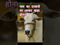 Download Lagu गाय का दरवाजे पर आकर खड़ा होना शुभ संकेत #गौमाता#gaumata#shubh#hindu