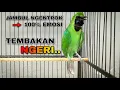 Download Lagu TEMBAKAN NGERI || CUCAK IJO JAMBUL NGENTROK FULL ISIAN KASAR