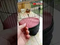 Download Lagu mudah sekali,baru beli kemarin langsung jinak,burung pelanduk topi hitam