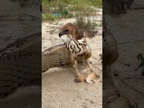 This Raptor Stands Guard Over Its Catch! 😱🦅🔥 #wildlife