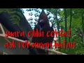 Download Lagu suara cililin cocok untuk pikat dan masteran burung anda