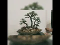 Download Lagu Jade Raft Style Bonsai Tree. 9 years old 3 years under #training. #bonsai #jade #bonsaitree #raft