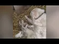Mini series pt 1 our Great Pyrenees LGD Layla in labor birthing
