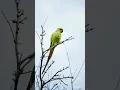 Download Lagu Oru kili uruguthu song #orukiliuruguthuaong #kili #parrot #parrotsong #tamilsongold #oldtamilsong