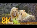 Download Lagu Amazing Wildlife of Sanbona Wildlife Reserve - 8K Relaxation Film \u0026 Sounds of Africa