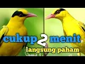 Download Lagu Cara mudah bedakan burung kepodang jantan dan betina
