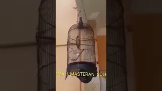 pancingan burung cucak jenggot bikin gacor isian walang kecek durasi panjang