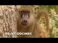 Download Lagu Walka, straty i przetrwanie: historia pawiana dorastającego na wolności | Opowieści Z Zambii 105