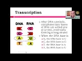 RNA and Protein Synthesis Transcription and Translation