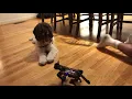 Petoi Robot Puppy Passes Turing Test Fun with Open-Source Robot Dog PetoiCamp