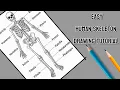 Human Skeleton Drawing Easy Skeletal System Diagram Biology Drawing Tutorial ArtEdu by Sania