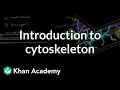 Introduction to cytoskeleton Cells MCAT Khan Academy