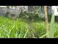 Download Lagu Jaring burung tikusan