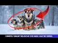 A mother dog and her three puppies stood trembling in the snow - I looked closer I was stunned