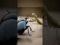 Download Lagu Giant Bug vs. Mantis, meme, joke, watch with sound!
