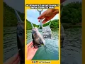 Download Lagu Pantesan gak pernah dapat ikan😭#fishing