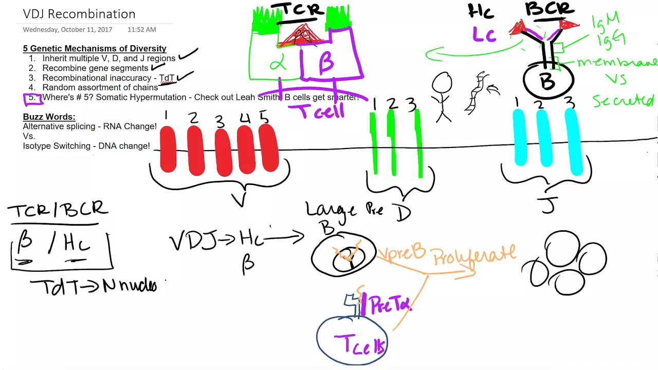 T cell B Cell Development Recap