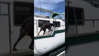 #fypシ #dream #pets #doberman #Fyp