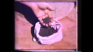 kenaf in cuba 1952 