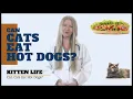 Can Cats Eat Hot dogs 2019