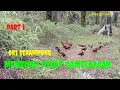 Download Lagu Ori sekampung#mikatayamhutan#ayamhutan