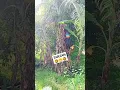 Download Lagu EX TARZAN PALA
