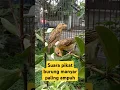 Download Lagu suara pikat burung manyar paling ampuh 2025 #videoshort #birds #suarapikatburungmaenyar