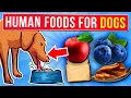14 HEALTHY Human Foods You Can SHARE With Your Dog