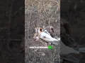 Download Lagu Burung Goldfinch: Si Kecil Merdu yang Jadi Simbol Bahagia di Eropa