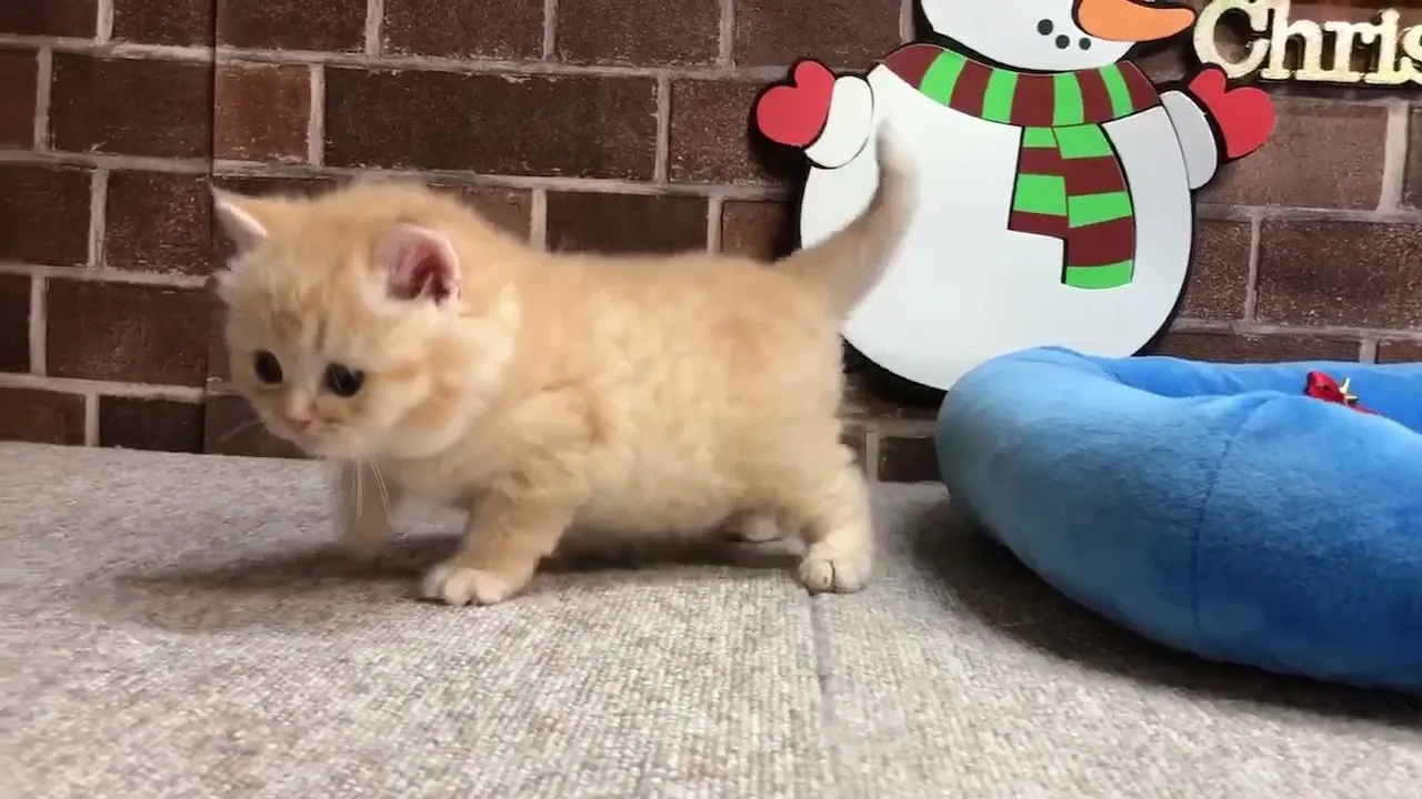 動画