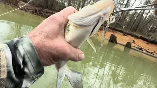 The Bite Is On