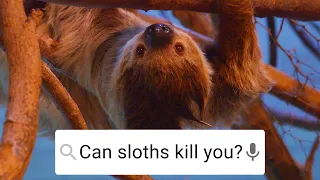 Can Sloths Kill You Weird Animal Searches BBC Earth