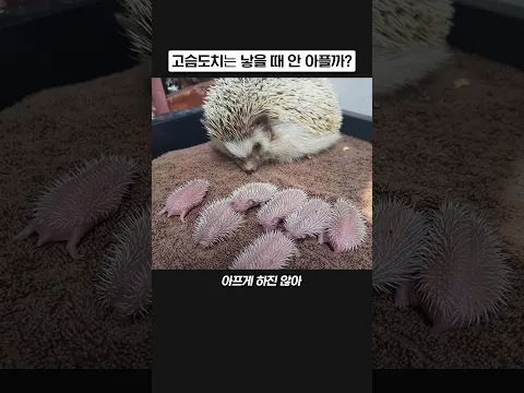 고슴도치 낳을 때 안 아픈가?