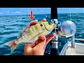 FISHING a LIVE PINFISH in 110 DEEP for my DINNER Catch Clean Cook