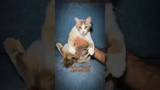 طريقة خفض درجة حرارة جسم القطط في المنزل ك إسعافات اوليه اقراء الوصف مهم 