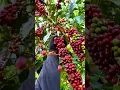 Download Lagu COFFEE BEAN HARVESTING AND PROCESSING PROCESS #shorts