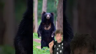 The Sloth Bear is TERRIFYING