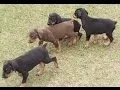 Doberman Pinscher Puppies Dogs For Sale In Montgomery Alabama AL 19Breeders Hoover Auburn