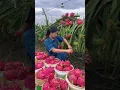 Lagu Dragonfruit Harvest Fresh From Farm 🥰 #satisfying #short