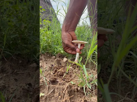 💖💥காலான் கிடைத்தது மகிழ்ச்சிதான் ஆனாலும் கவலை 💢⁉️
