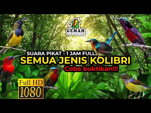 Download MP3 Suara Pikat Semua Jenis Kolibri  (Full 1 Jam)